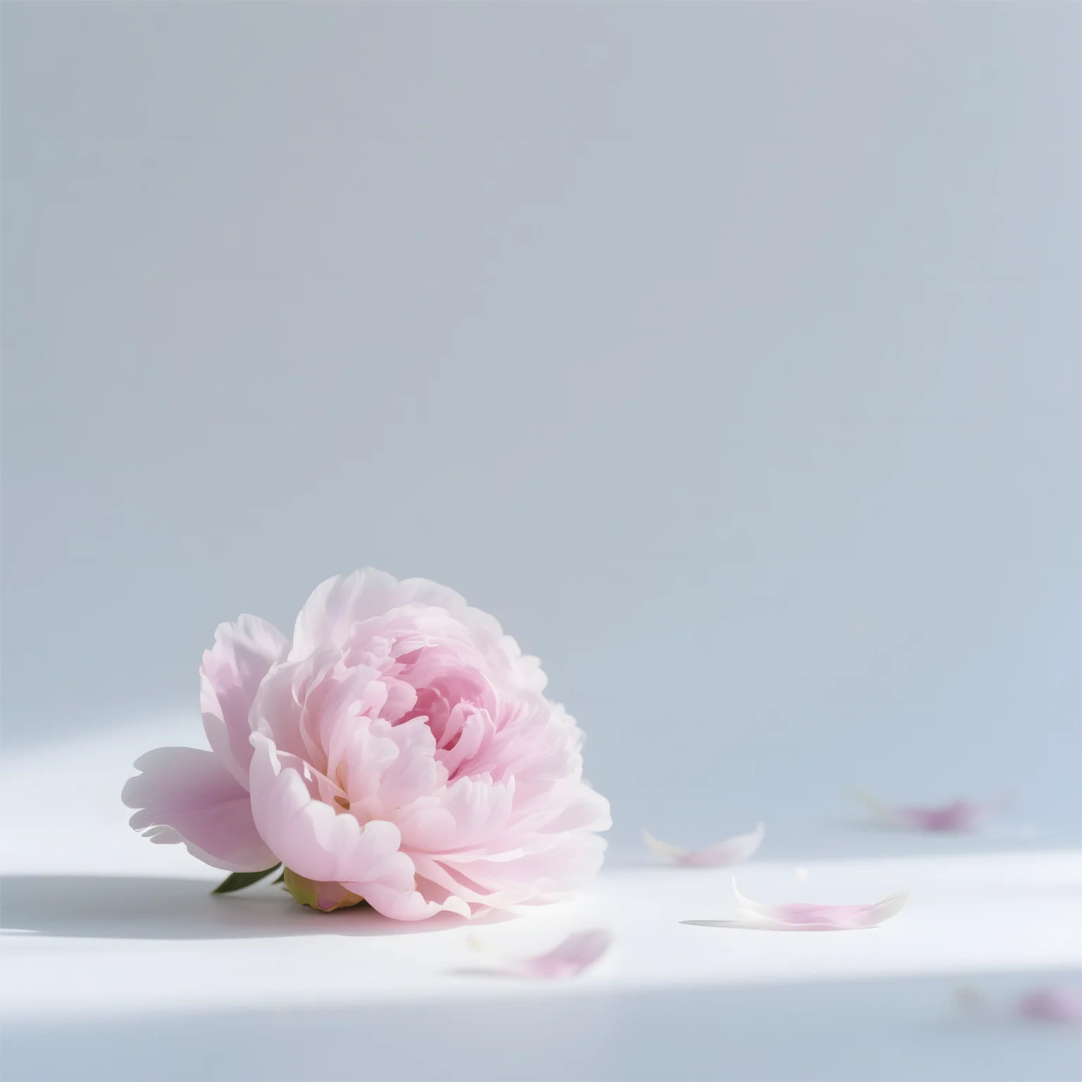 Peony Fragrance Oil